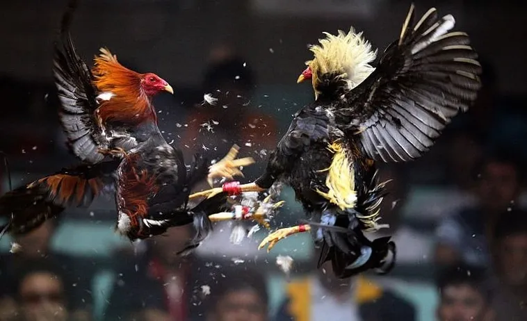 Bí Quyết Chơi Đá Gà Sabong Tại PG88 Từ Các Chuyên Gia Hàng Đầu 1 Bí Quyết Chơi Đá Gà Sabong Tại PG88 Từ Các Chuyên Gia Hàng Đầu