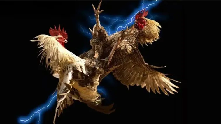 Đá Gà PG88 Trực Tiếp Từ Trường Đấu Đẳng Cấp Hàng Đầu Châu Á