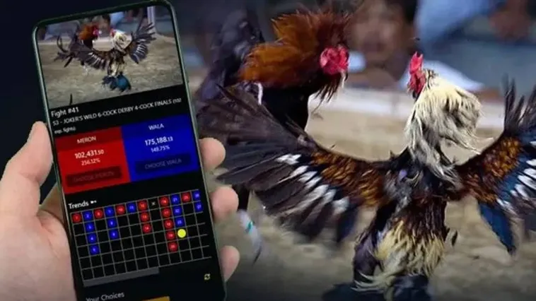 Đá Gà PG88 Trực Tiếp Từ Trường Đấu Đẳng Cấp Hàng Đầu Châu Á